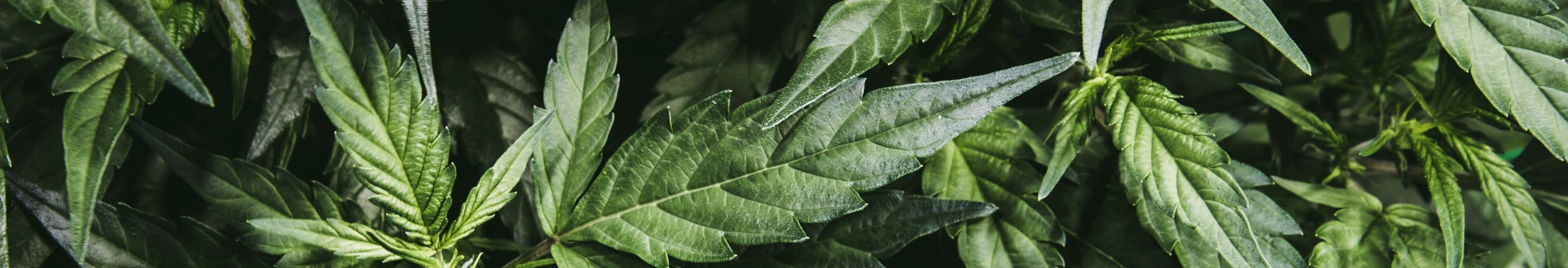 Cannabisblätter